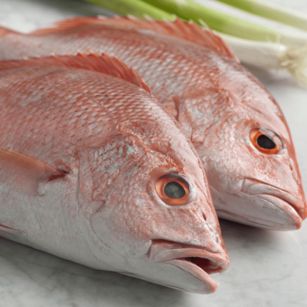 Redsnapper-768×768